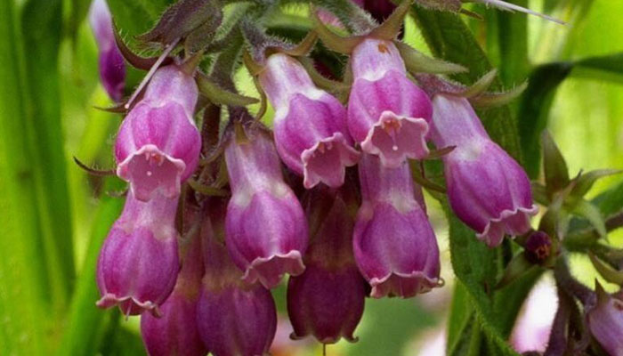 �ϲݵĹ�Ч������ �ϲ�ͼƬ